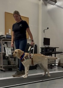 Tiered Mentoring Image 2.jpg